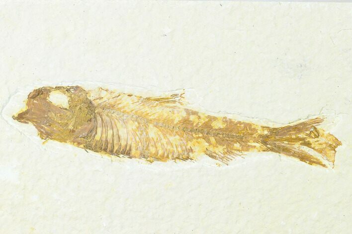 Fossil Fish (Knightia) - Wyoming #143452